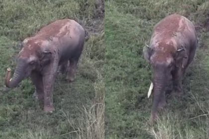 Elephant Bikkodu Bhima