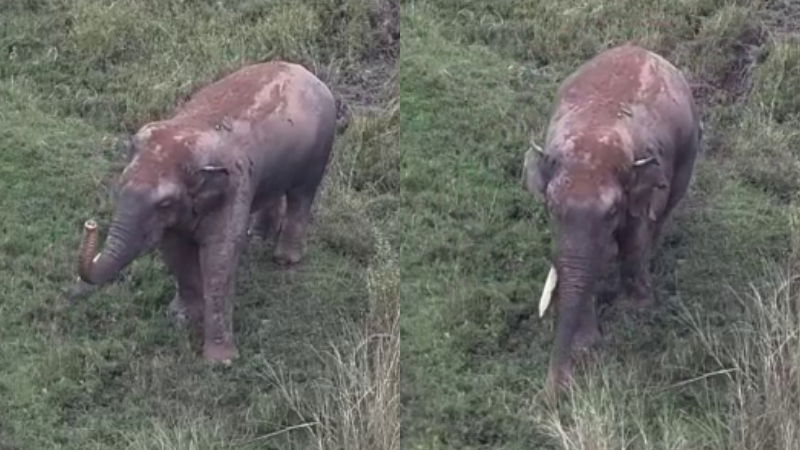 ಕಾದಾಟದಲ್ಲಿ `ಏಕದಂತನಾದ ಭೀಮ' ಆರೋಗ್ಯವಾಗಿದ್ದಾನೆ - ಮಾಹಿತಿ ಹಂಚಿಕೊಂಡ ಡಿಎಫ್ಓ 1 Elephant Bikkodu Bhima