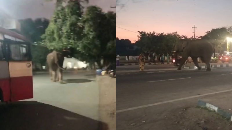 Elephant roaming in Gundlupet town