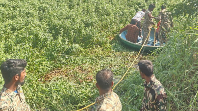 Ramanagara Wild Elephant Death