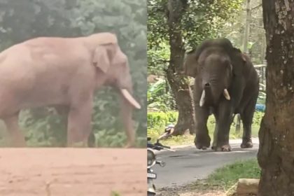 elephant bheema hassan