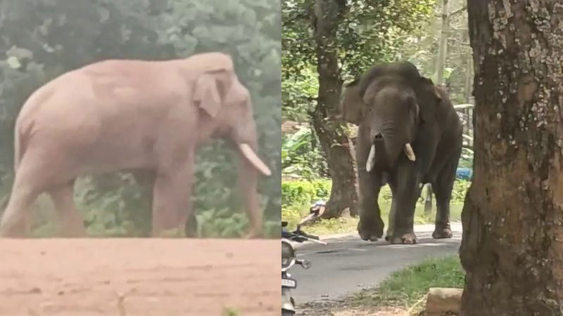 elephant bheema hassan