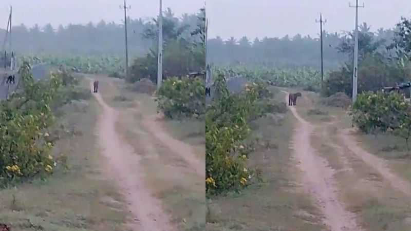 ಚಾ.ನಗರ| ಕುರುಬರಹುಂಡಿ ಬೆಲಚಲವಾಡಿ ರಸ್ತೆಯಲ್ಲಿ ಹುಲಿ ಪ್ರತ್ಯಕ್ಷ 1 tiger belachalawadi